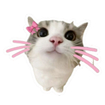 cute white cat