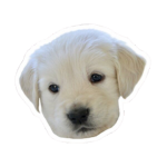 cute white dog