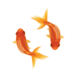 koi
