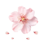 sakura