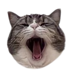 yawning tabby cat